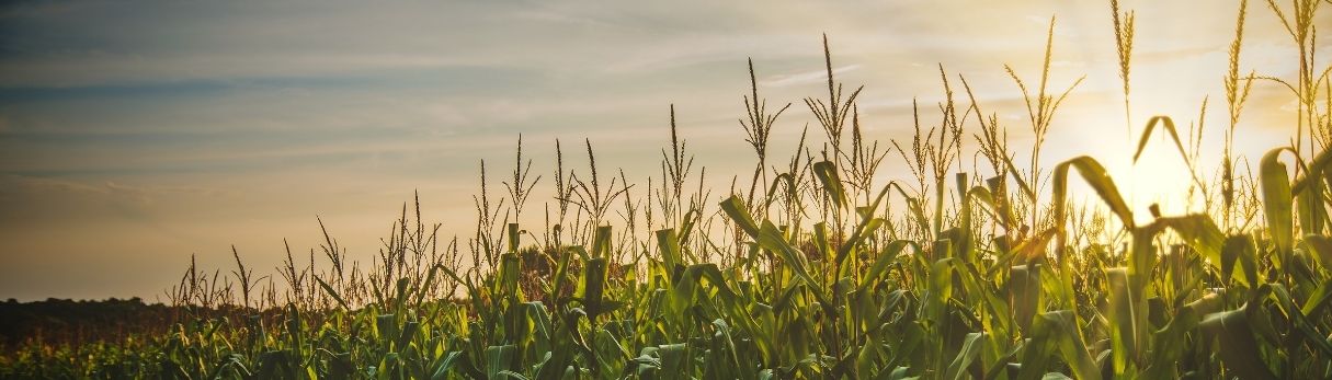 Real-Time Water-Quality Insights for Agri-Aquaculture